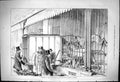 Old 1876 Transfer Carnivora Zoological Society Gardens Animals Lions Victorian