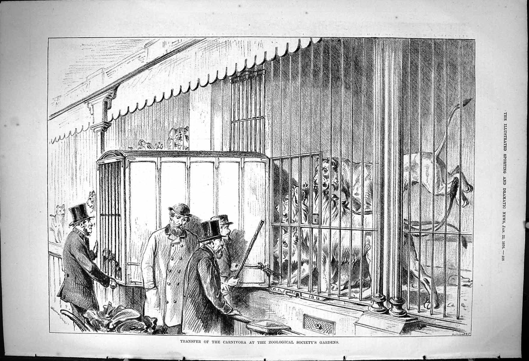 Old 1876 Transfer Carnivora Zoological Society Gardens Animals Lions Victorian
