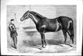 Original Old Antique Print 1876 Fathers English Stud Lord Lyon Horse Stable