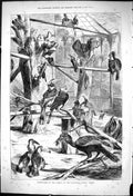 Antique Old Print 1876 Pepper Birds Gardens Zoological Society Dublin Ireland