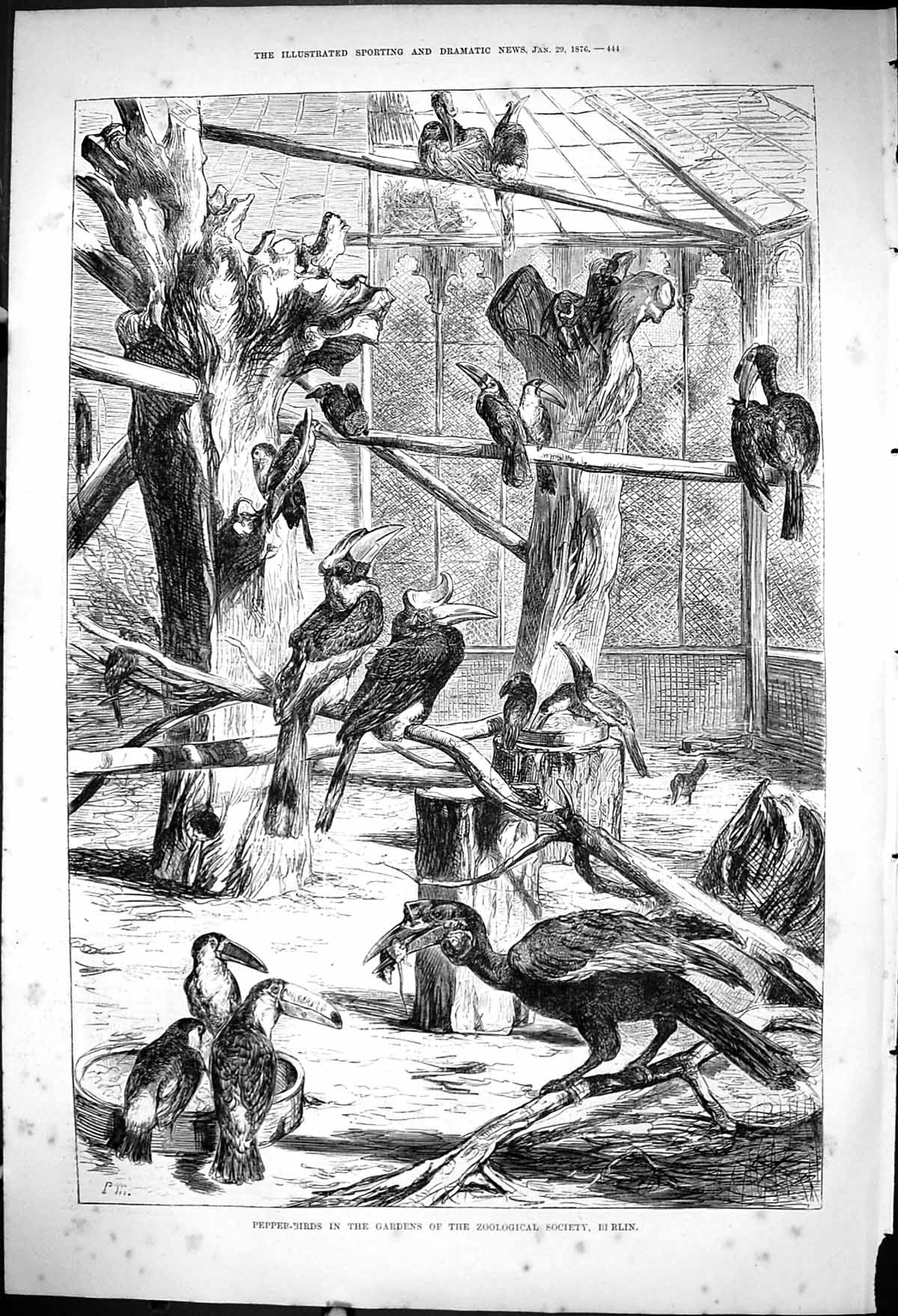 Antique Old Print 1876 Pepper Birds Gardens Zoological Society Dublin Ireland