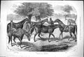 Old 1876 Belgravian Mothers Horses Armada Margery Daw Crinon Martiniq Victorian