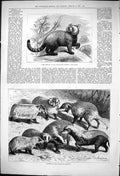 Original Old Antique Print 1876 Zoological Gardens London Animals Panda Badgers