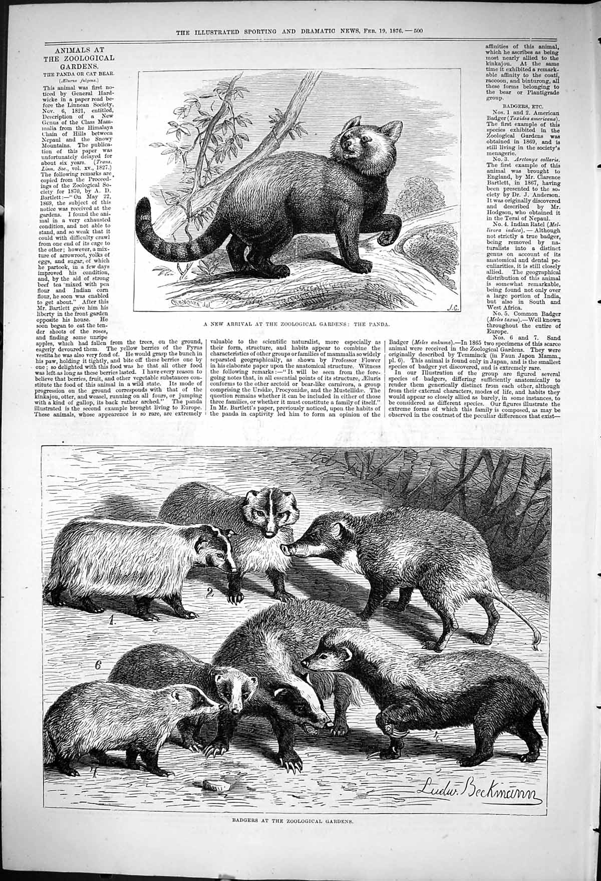 Original Old Antique Print 1876 Zoological Gardens London Animals Panda Badgers