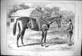 Antique Old Print 1876 Fathers English Stud Horse George Frederick Trainer 19th