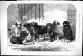 Old 1876 Cumming Macdona Rough-Coated St. Bernards Meuthon Altorf Tel Victorian