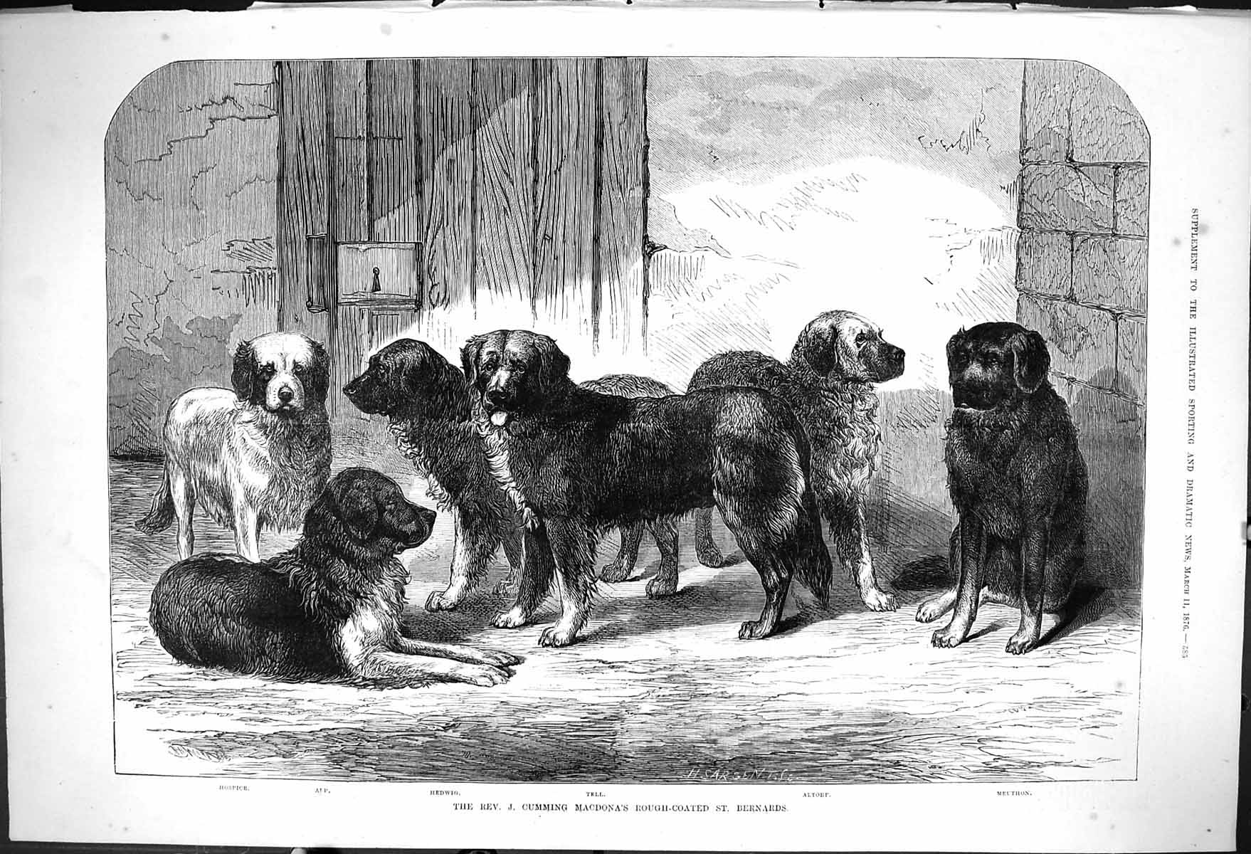Old 1876 Cumming Macdona Rough-Coated St. Bernards Meuthon Altorf Tel Victorian