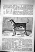 Old Antique Print 1876 Champion Fox Hound Quorn Alfred Hunting Dog Sport 19th