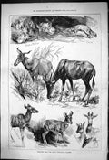 Old 1876 Berlin Zoological Gardens Antelope Fuchse Gabelgemse Animals Victorian