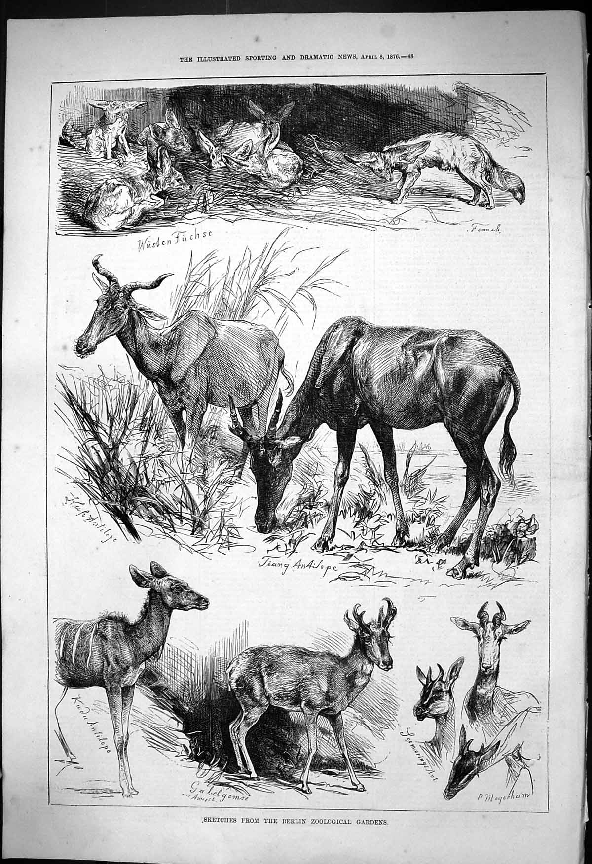 Old 1876 Berlin Zoological Gardens Antelope Fuchse Gabelgemse Animals Victorian