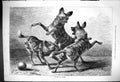 Original Old Antique Print 1876 In Jest Or Earnest Jackals Fighitng Beckmann