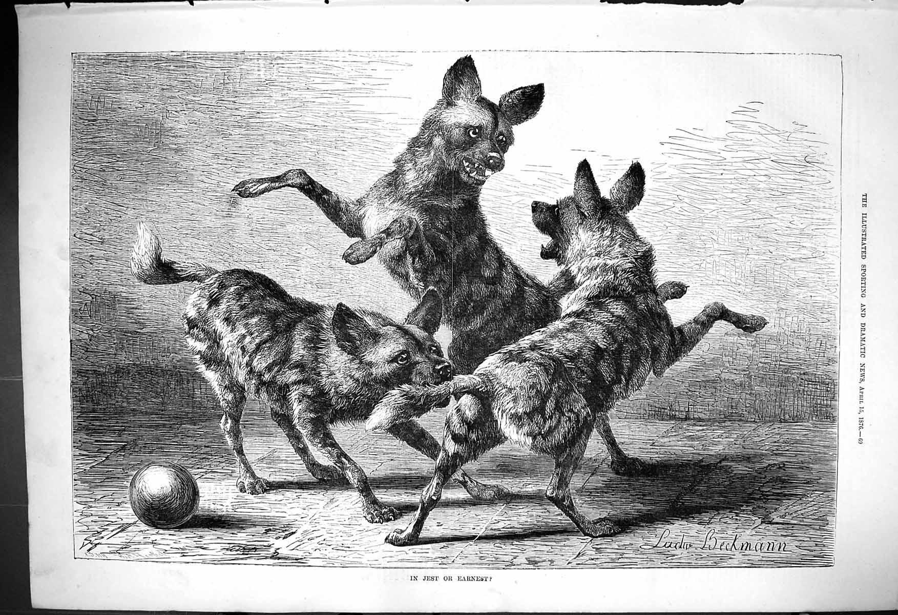Original Old Antique Print 1876 In Jest Or Earnest Jackals Fighitng Beckmann