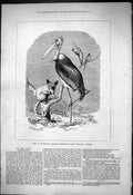 Antique Old Print 1876 Lieutenant Cameron Birds Animals Zoological Gardens 19th