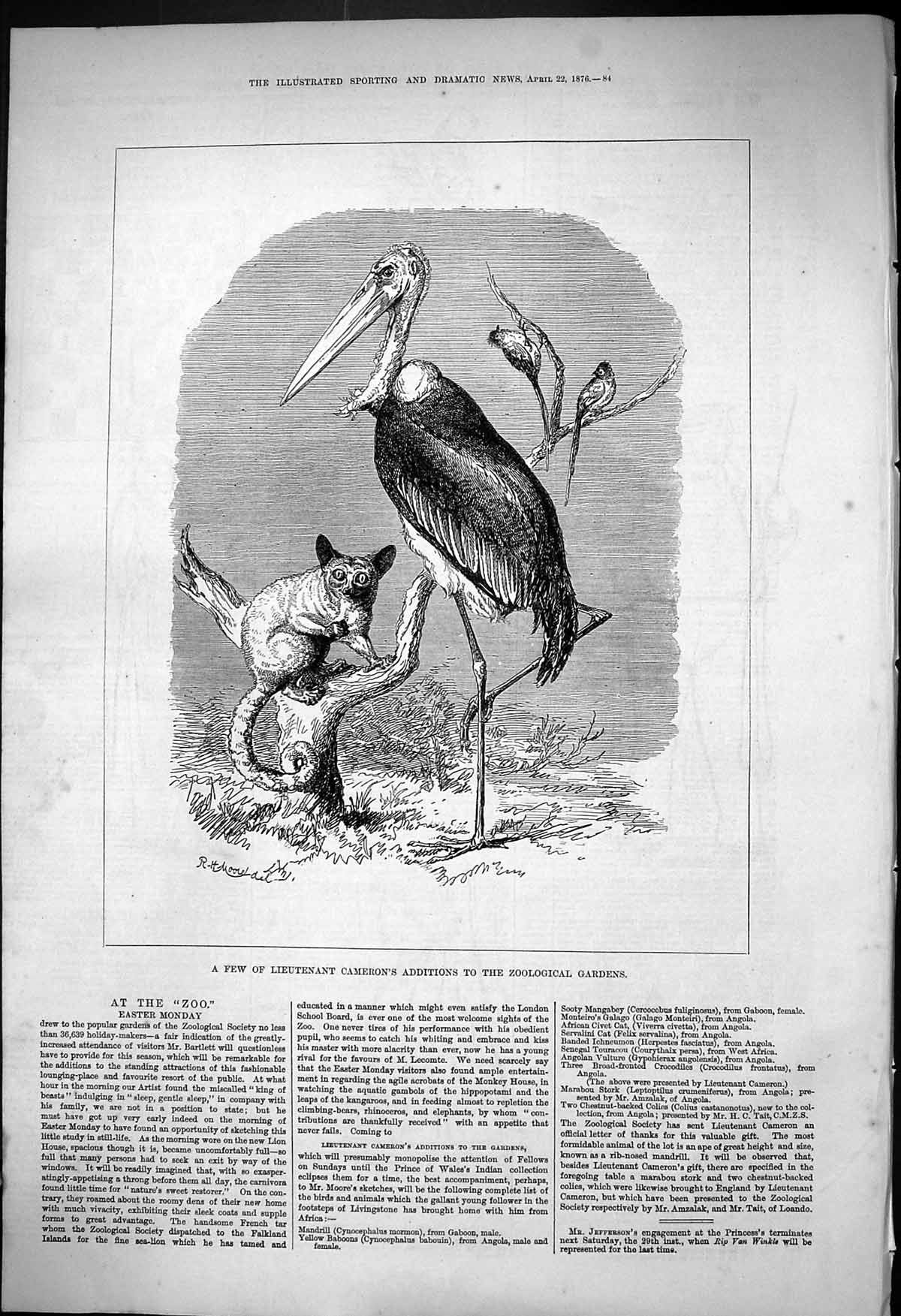 Antique Old Print 1876 Lieutenant Cameron Birds Animals Zoological Gardens 19th