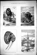 Old 1876 Lion Elephant Yachting Arctic Seas Stor Jamle Oxy Hralross C Victorian