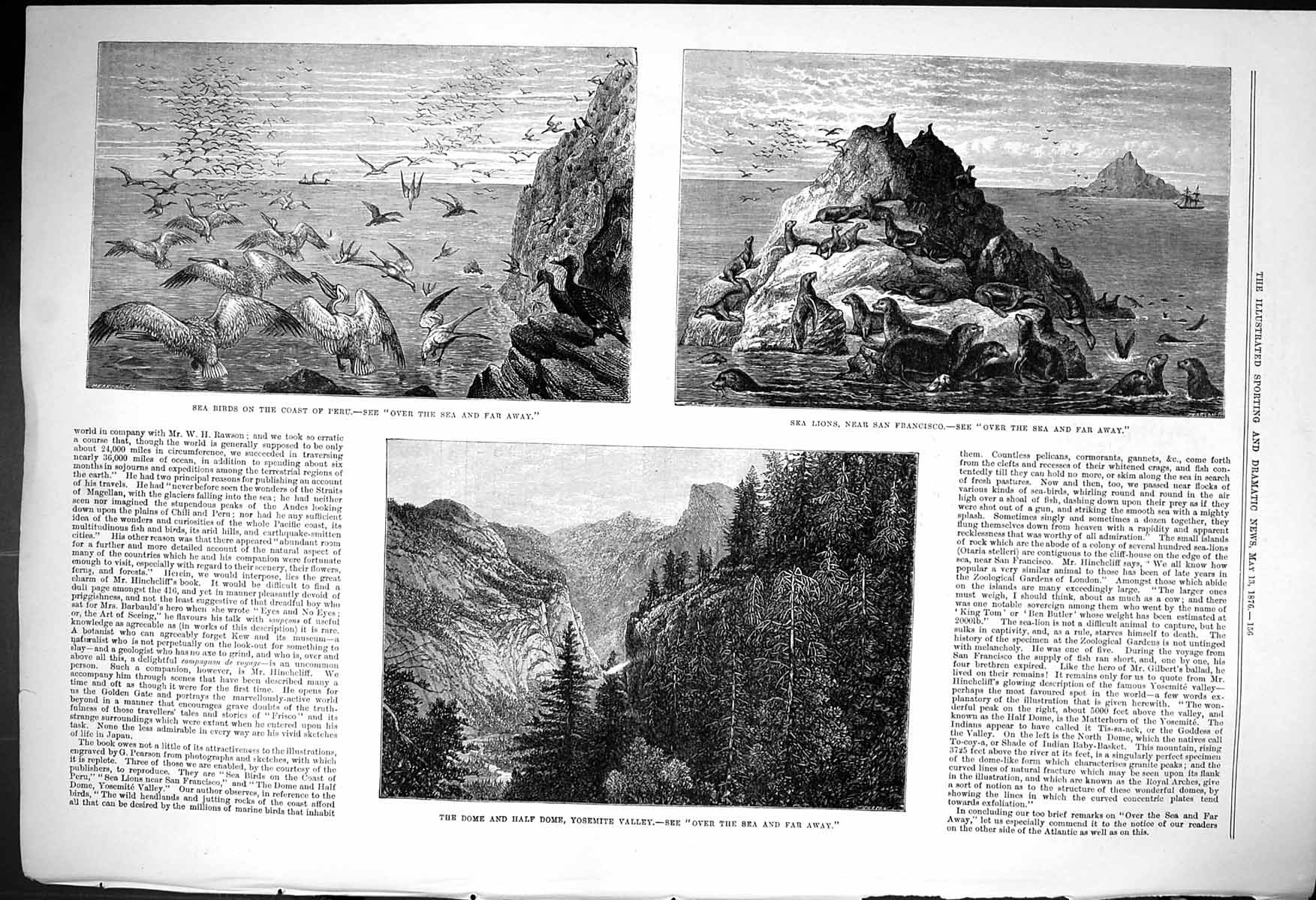Old 1876 Sea Birds Coast Peru Sea-Lions San Francisco Dome Yosemite V Victorian