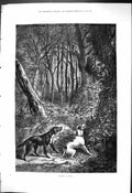 Antique Print 1876 Treeing A 'Coon Dogs Chasing Cat Up A Tree Forest Scene 19th