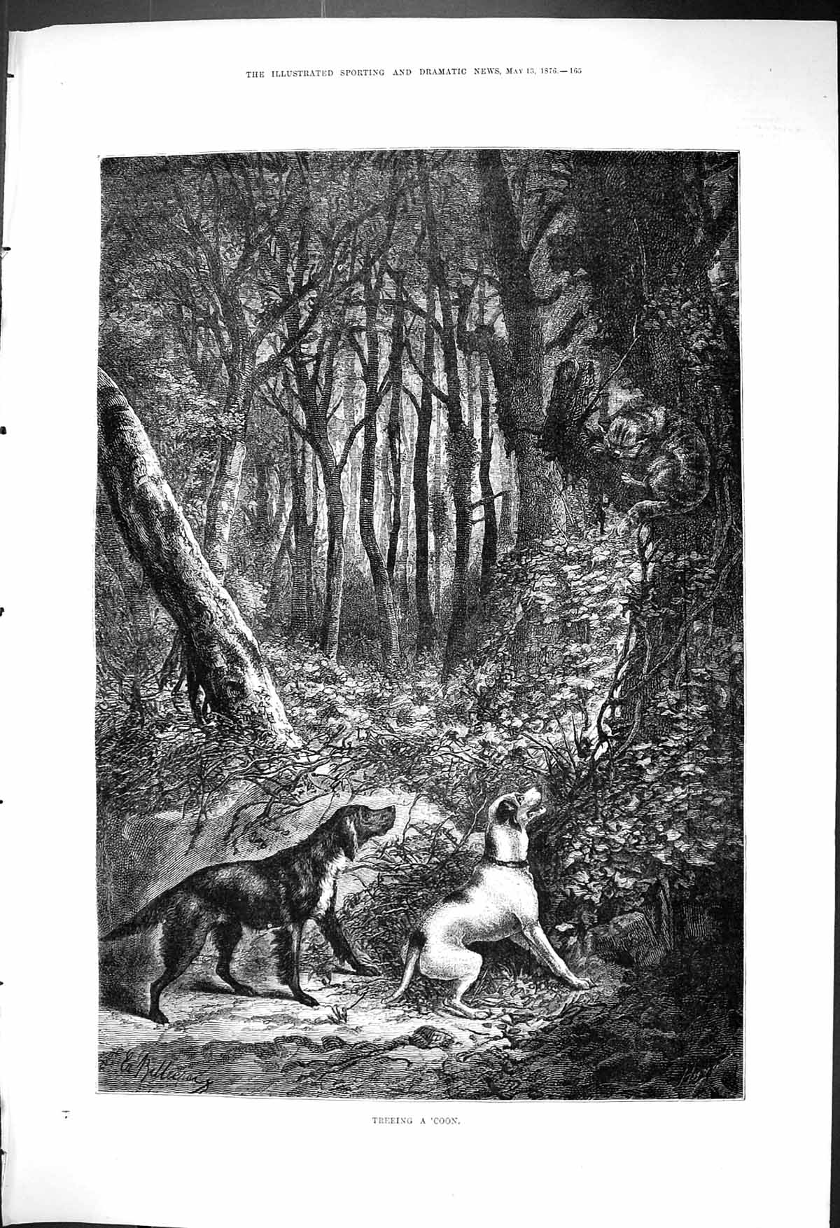 Antique Print 1876 Treeing A 'Coon Dogs Chasing Cat Up A Tree Forest Scene 19th