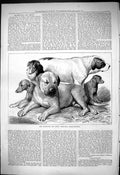 Old Antique Print 1876 Maidstone Dog Show Principal Prize Winners Animals 19th