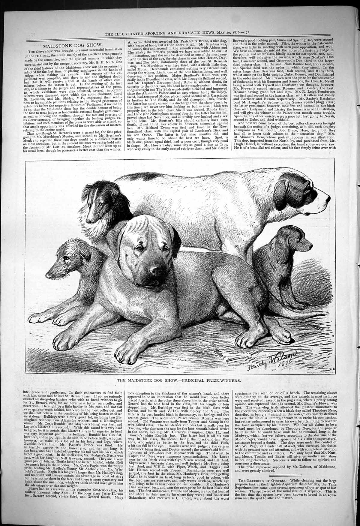 Old Antique Print 1876 Maidstone Dog Show Principal Prize Winners Animals 19th