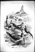 Original Old Antique Print 1876 Prince'S Menagerie Birds Nature Moore Victorian