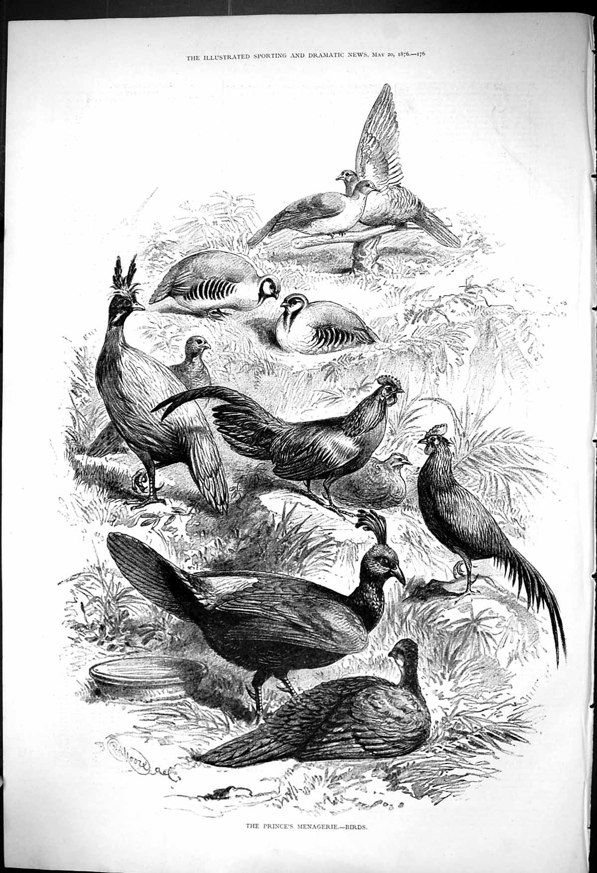 Original Old Antique Print 1876 Prince'S Menagerie Birds Nature Moore Victorian