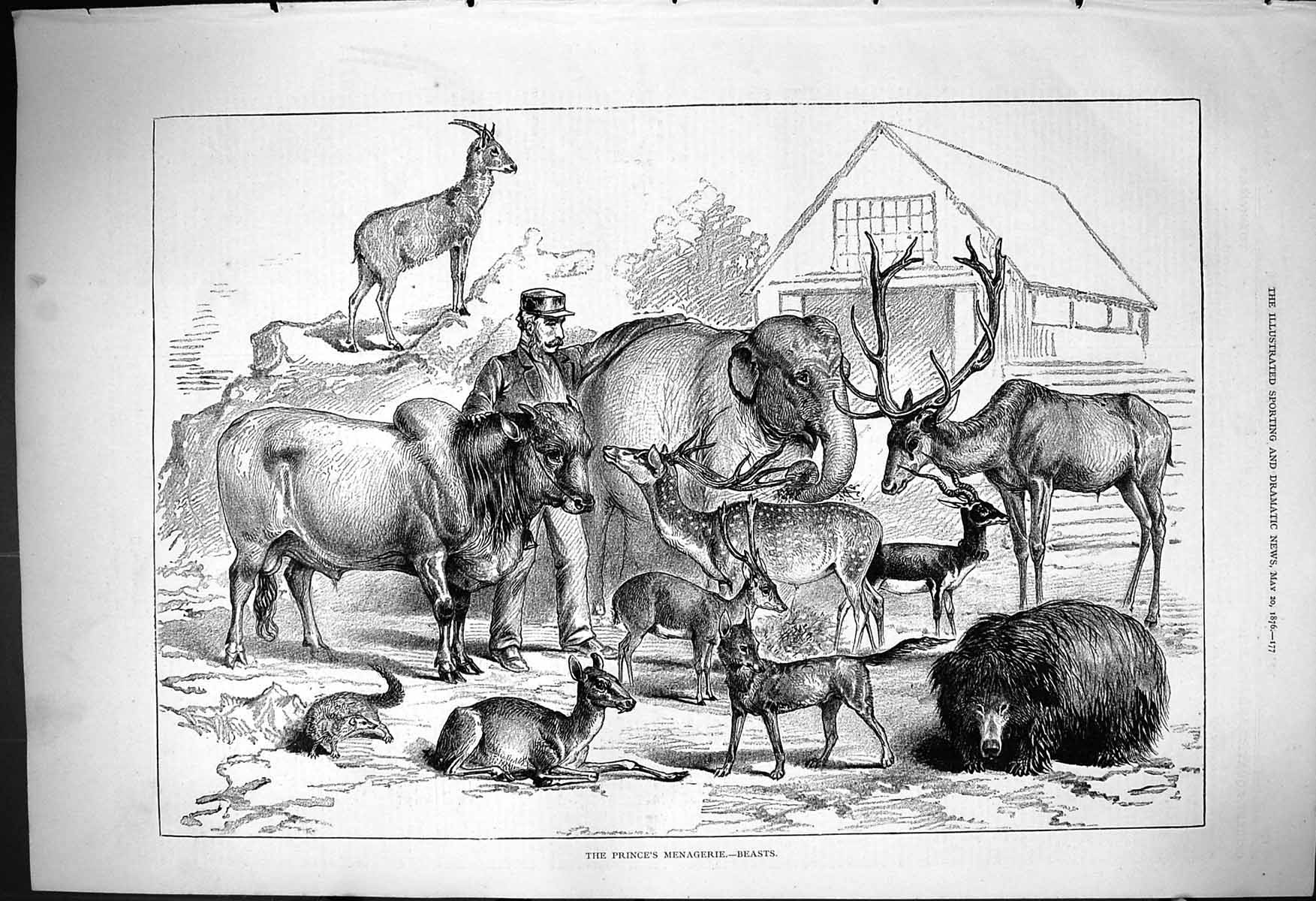 Antique Old Print 1876 Prince'S Meangerie Beasts Animals Elephant Cow Deer 19th