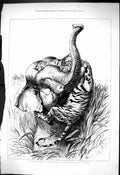 Old 1876 Critical Moment Indian Trophy Tiger Attacking Elephant Moore Victorian