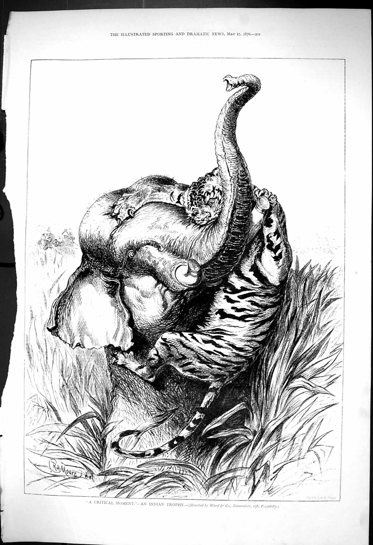 Old 1876 Critical Moment Indian Trophy Tiger Attacking Elephant Moore Victorian