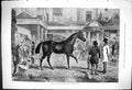 Original Old Antique Print 1876 Horse Sale Tattersalls Auction 19th
