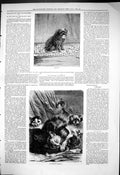 Old 1876 Minos Cards Animals Entertainment Happy Family Cats Kittens Victorian