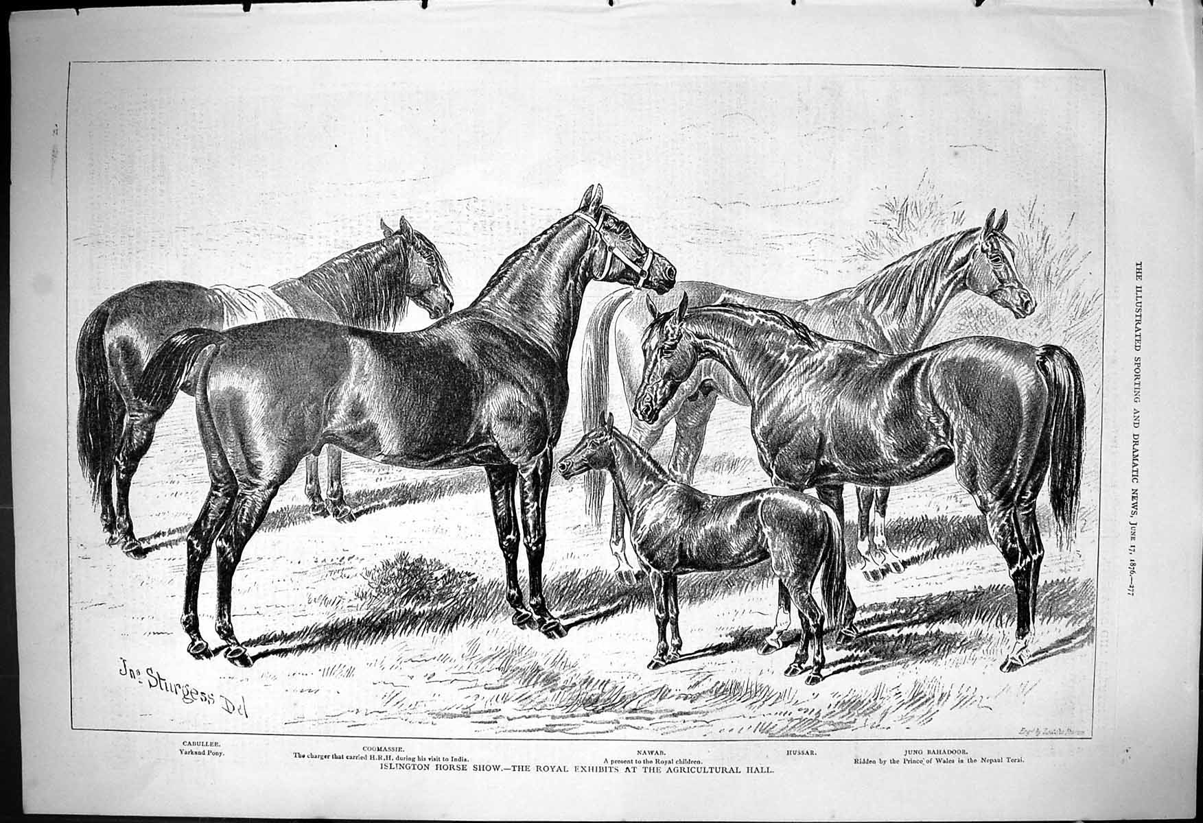 Old 1876 Islington Horse Show Nawab Hussar Jung Bahadoor Cabullee Coo Victorian