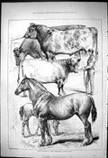 Old 1876 Prize Winners Peterboro Cattle Show Horses Cows Bulls Animal Victorian