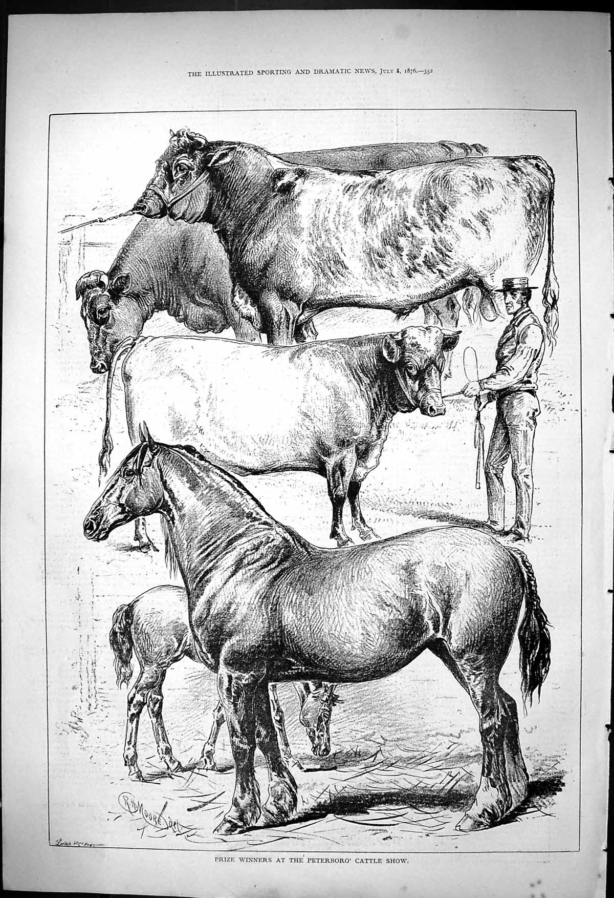 Old 1876 Prize Winners Peterboro Cattle Show Horses Cows Bulls Animal Victorian