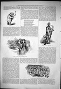 Old 1876 Elephant Flowers Crystal Palace Circus Clown Summer Night Gr Victorian