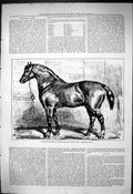 Antique Old Print 1876 Captain Machell Two-Year-Cart Colt Horse Marvellous 19th