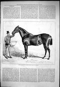 Old 1876 International Horse Hound Show Manchester Kirby Brood Mare N Victorian