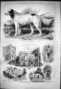 Old 1876 Ranger Champion Setter Dog Bravo Mystery Prioy Bedford Hotel Victorian