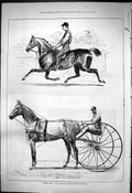 Antique Old Print 1876 Steel Grey Salvini Famous Trotter Horses Jockeys Sport