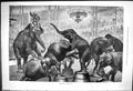 Original Old Antique Print 1876 Eccentric Performing Elephants Entertainment