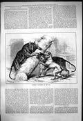 Original Old Antique Print 1876 Unusual Playmates Zoo Animals Tigers Dog 19th