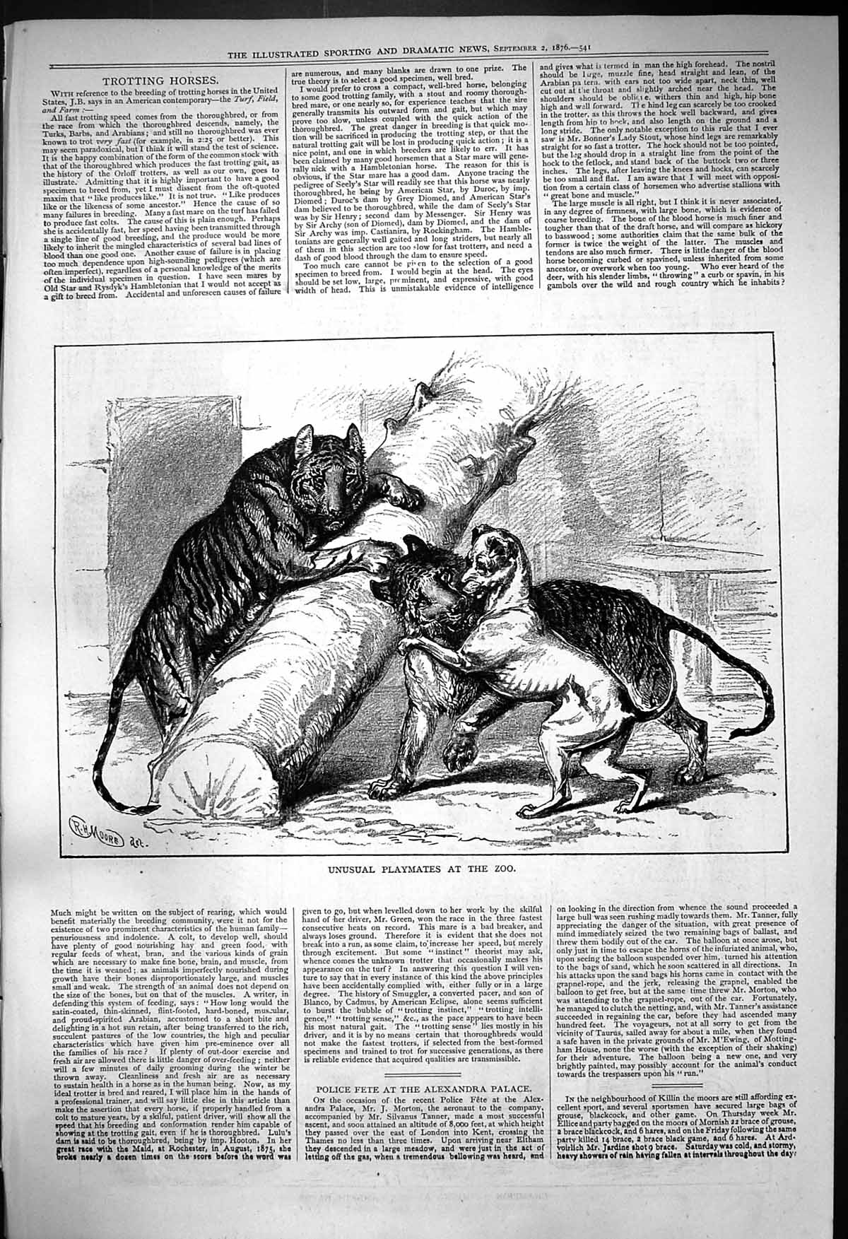 Original Old Antique Print 1876 Unusual Playmates Zoo Animals Tigers Dog 19th