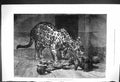 Original Old Antique Print 1876 Jaguar Cubs Jardin Des Plantes Animals France