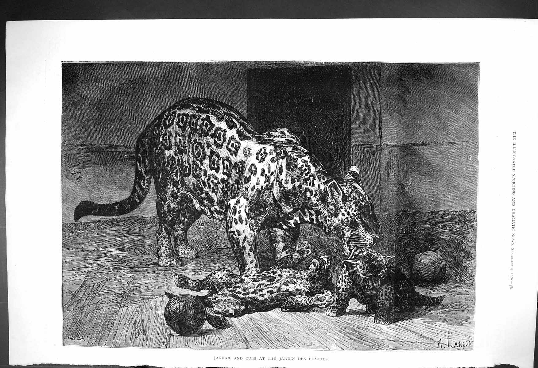 Original Old Antique Print 1876 Jaguar Cubs Jardin Des Plantes Animals France
