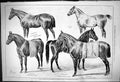 Old Flower Prince Wales Stud Horses Marlborough House Prigojai Census