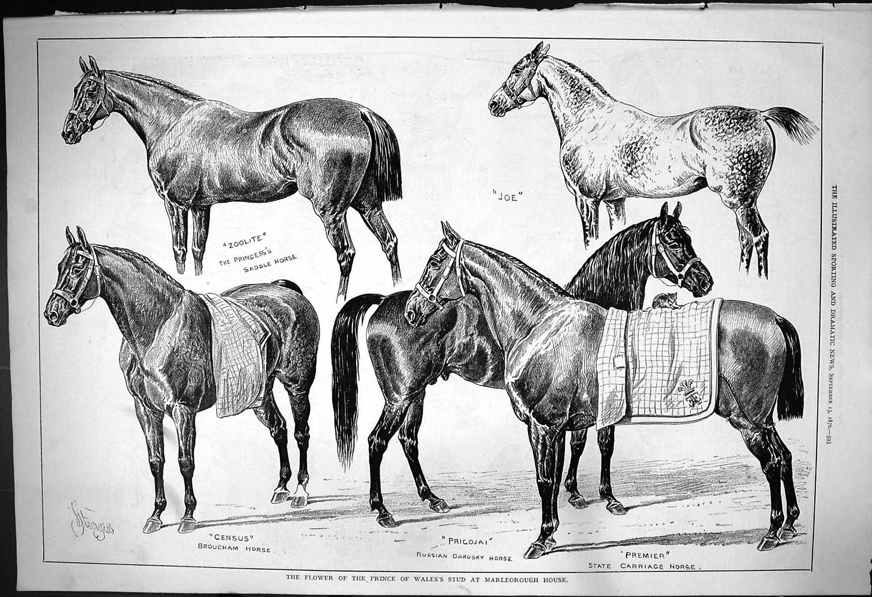 Old Flower Prince Wales Stud Horses Marlborough House Prigojai Census