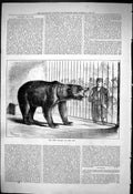 Antique Old Print 1876 New Grizzly Bear Zoological Gardens Zoo Keeper Animals