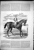 Original Old Antique Print 1876 Petrarch Horse Jockey Winner St. Leger Sport