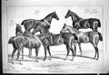 Old Print Lennards Hunters Horses Animals Hordley Queen May 1876 Sturges 19th