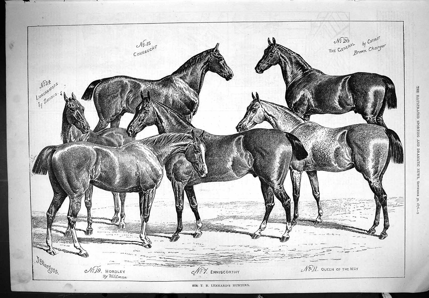 Old Print Lennards Hunters Horses Animals Hordley Queen May 1876 Sturges 19th